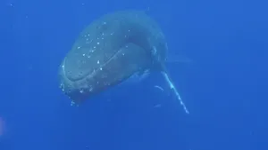 Een foto van een walvis die in de richting van de camera zwemt in blauw water. De blauwgrijsachtig gekleurde walvis heeft bultjes op het gedeelte boven en onder zijn of haar gesloten bek. Op de kop zitten witte, ronde vlekjes.