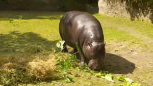 Een foto van een grijsbruin nijlpaard van de soort dwergnijlpaard, dat in de zon op een grasveld staat en van de groene bladeren die erop liggen aan het eten is. Links ligt een hoopje hooi. Het Nijlpaard heeft kleine oren die omhoogsteken op de grote kop.