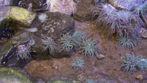 Een foto van de bodem van een bak met zeedieren erin die op stenen liggen. Het zijn zeeanemonen, een soort waterplanten met slierten eraan die groen gekleurd zijn op de foto. De slierten zijn een soort tentakels en ze zijn ook familie van de kwal.