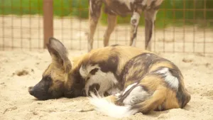 Een foto van een Afrikaanse wilde hond die in het zand ligt. Het dier lijkt op een gewone hond. De lichtbruine vacht heeft zwarte en witte vlekken en de rechtopstaande oren zijn lang. Van een soortgenoot erachter zijn de poten en de buik te zien.