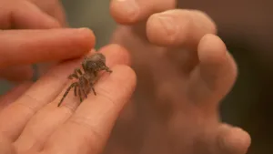 Een foto van twee handen die met gekromde vingers wijzen naar een andere hand, waar een kleine spin, een baby vogelspin, opzit. Tien van de gekromde poten van de spin zijn te zien en zijn of haar ovale achterlichaam. De spin is bruinachtig van kleur.