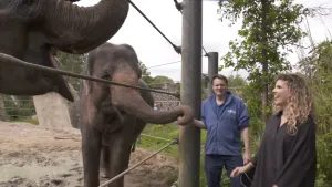 Een foto van twee Aziatische olifanten met een bruingrijze huid en open bek. Ze staan op zand en modder achter een hek. Rachel lacht naar de olifanten en een verzorger met een trui van Artis wordt door één olifant met de slurf vastgehouden aan zijn arm.