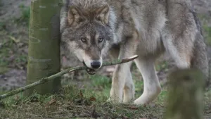 Een foto van een wolf buiten op het gras. Het is een soort wilde hond met een grijsbruine vacht. Op de foto zijn de ogen van de wolf lichtbruin. De wolf heeft een tak van een boom in zijn bek. Naast de wolf is ook de onderkant van een boom te zien.