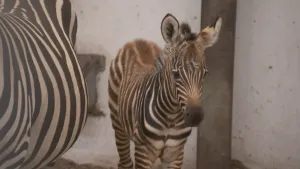 Een foto van een jonge zebra, een veulen. Een zebra is een soort paard met een vacht die bestaat uit witte en zwarte strepen. Links ernaast is de rug van een volwassen zebra te zien. Ze staan in een verblijf met witte muren.