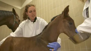 Een foto van een bruin veulen, een jong paard. Het dier krijgt te eten uit een metalen bak van iemand in een witte jas. Een mevrouw in een witte jas en met blauwe plastic handschoenen aan houdt het veulen vast. Een bruine paardenhoofd is erachter te zien.