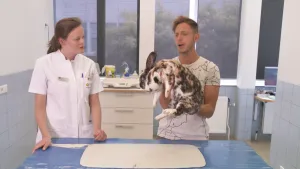 Een foto van Elbert en een mevrouw in een witte doktersjas achter een blauwe tafel met een wit kleedje. Elbert heeft een groot konijn vast. Hij heeft één hand onderop om de borst van het dier. Het konijn is wit onderop en zwart en bruin op de rug en kop. 