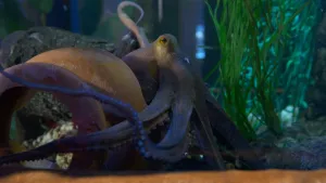 Een foto van een bruine octopus achter het glas van een aquarium. Onder de kop van de octopus hangen vijf lange slierten, tentakels, waar een soort ronde, witte zuignapjes onder zitten. Zijn of haar oog is donkergeel met een zwart streepje in het midden.