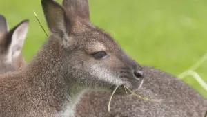 Een foto van de kop van een wallaby, een soort mini kangoeroe. Het dier heeft een bruine tot grijze vacht, een zwarte neus en de oren staan omhoog. Het dier eet een groen grassprietje. Erachter staat een andere wallaby waarvan de kop niet te zien is.