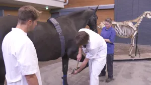 Een foto van een paardenskelet en ervoor een bruin paard. Iemand heeft de teugels bij het hoofd vast en iemand in een witte jas tilt het rechtervoorbeen van het paard omhoog houdt iets tegen de zijkant van de hoef van het paard vast. Elbert kijkt toe.