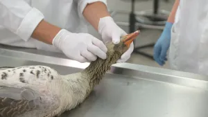 Een foto van een dode gans op een stalen snijtafel. De met wit plastic gehandschoende hand van Elbert houdt de kop van de gans vast en de andere gehandschoende hand drukt met de vingers op de keel van de gans. Het is een bruine gans met een oranje snavel.
