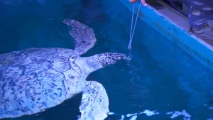 Een foto van een grote, lichtblauwe bak met water, met daarin een grote schildpad die onder water naar een grijze tang die Elbert in het water houdt toezwemt. Er zit eten tussen geklemd. Onder het licht wat van bovenaf schijnt lijkt de schildpad wel wit. 