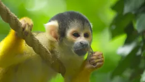 Een foto van een doodshoofdaapje die over een touw hangt. Het dier heeft een soort doorzichtige vleugels van een insect vast en eet ervan. Het dier heeft een zwart behaarde kop, een grijze neus en mond en een witte vacht onder zijn buik. 