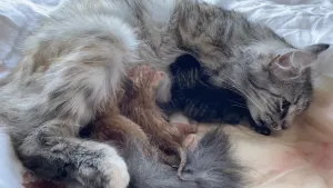 Een foto van de poes van Rachel op een witte deken met een beetje opgedroogd bloed erop. Drie jonge katjes, kittens, twee bruinachtig en één zwart van kleur, liggen met de kop naar de buik van de poes toe, omdat ze drinken uit de niet-zichtbare tepels.