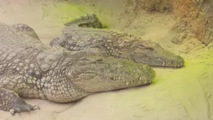 Een foto van twee krokodillen op een zanderig stuk grond in de dierentuin. De krokodillen hebben hun bek dicht, en de puntige tanden steken uit de bek, deels naar boven en deels naar onderen. De dieren hebben een geschubde, bruine huid.