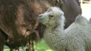 Een foto van de buik van een volwassen bruine kameel. Ernaast staat een jonge, grijsachtige kameel. Het dier heeft al twee kleine bulten op zijn of haar rug. 