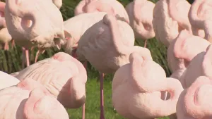 Een foto van flamingo's die op of vlak naast een groen grasveld staan. De flamingo's hebben een lichtroze kleur, lange poten en zitten met hun kop in de veren. Van twee flamingo's steekt het kleine oog net boven de veren uit en kijkt richting de camera.