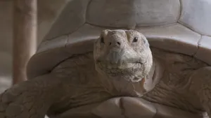 Een foto van een grote schildpad, een sporenschildpad, waarvan de kop, een stukje van de poten en een gedeelte van zijn schild te zien zijn. Het schild is grijs en de huid onder het schild en van kop en poten is ook grijsachtig van kleur. 
