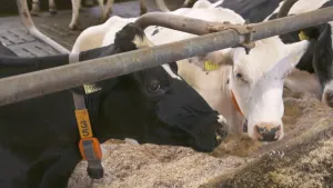 Een foto van twee koeien in een stal. Eén koe is bijna helemaal zwart met enkele witte vlekken, één koe is bijna helemaal wit met enkele zwarte vlekken. De dieren staan rustig voor zich uit te kijken en hebben op de foto hun bek dicht. 