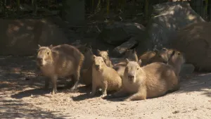 Een foto van zo'n acht capibaras waarvan er zeven liggen en twee staan op een zandgrond. Ze hebben een lichtbruine huid, kleine ogen en een brede neus. Het dier is als het gaat om uiterlijk een mix van een cavia en een varken. 