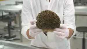 Een foto van Elbert in witte jas en met witte plastic handschoenen, waarvan het gezicht niet te zien is. In zijn handen heeft hij een dode Egel, waarvan de rug vol stekels te zien is, die grijs zijn met een lichtbruine punt, en één van de pootjes.