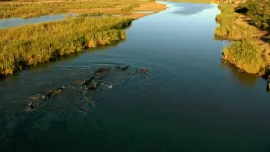 Een foto van een kronkelende rivier in Zuid-Afrika en de twee graskanten ernaast. In de rivier zwemmen zo'n negen dieren die moeilijk te herkennen zijn door de afstand. Door hun oren en hun grijsachtige kleur is te zien dat het nijlpaarden zijn.
