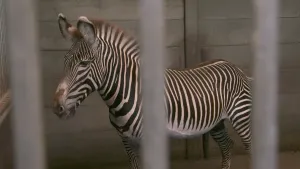 Een foto van een Zebra in een verblijf van hout achteraan en vooraan ronde tralies. De zebra is een soort paard, maar dan wit met zwarte strepen over zijn hele lichaam en kop. Het haar op de nek, ook zwart en wit gestreept, staat omhoog, net als de oren.