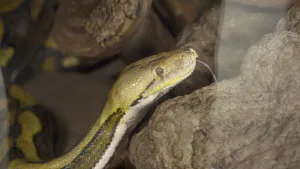 Een foto van een slang, een netpython. De kop is te zien en hangt boven een grijze steen. Het dier heeft donker en lichtgroen gestreepte schubben en het oog is bruin gekleurd op de foto. De tong van de slang steekt uit, de puntjes hangen achter de steen.