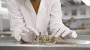 Een foto van een dode kameleon, waar een wit laagje over de bruin met geel gestreepte huid ligt. Iemand achter een metalen tafel in een witte jas en met witte plastic handschoenen houdt de kameleon tussen twee vingers recht op de tafel.