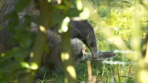 Een foto van een miereneter met een grijsbruine vacht, die met de lange, ronde snuit in een metalen voerbakje zit. Op de voorgrond zijn groene sprietjes van gras of plantjes te zien.