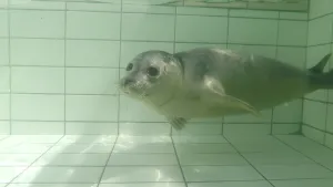 Een foto van een zeehond die in helder water zwemt in een bad van witte tegels. Het dier heeft een grijze vacht met vlekken erop en grote, ronde, donkerkleurige ogen. Het dier heeft lange snorharen naast de neus zitten.