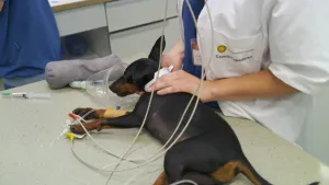 Een foto van een zwarte en deels bruine hond van de soort dwergpincher, die op een tafel ligt met ernaast een dierenarts in witte jas. Er zit één slangetje aan een band om de voorpoot en twee slangetjes zitten tegen de voetzolen van de voorpoten geplakt.