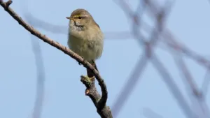 Zangvogels in de heg