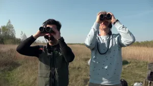 Zeearend en visarend in Nederland