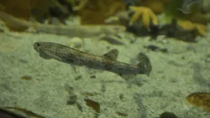 Een foto van een kleine haai achter het glas van een aquarium, een hondshaai. Het dier heeft bruine stipjes op de witachtige huid. Op de achtergrond is onscherp nog een hondhaai te zien en daar liggen ook twee gele zeesterren.