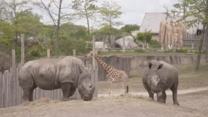 Een foto van twee grijskleurige neushoorns van de soort witte neushoorn met één grote en één kleine hoorn, die buiten staan en hooi aan het eten zijn. Op de achtergrond staat een giraffe met bruine vlekken op zijn vacht bij een hek van houten palen.