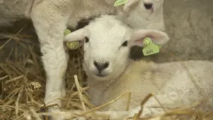 Een foto van twee witte lammetjes, jonge schaapjes, in het stro. Eén lammetje ligt op het stro en kijkt in de richting van de camera, het andere lammetje staat erachter. Ze hebben allebei een groen stuk plastic met een nummer erop op één oor zitten.