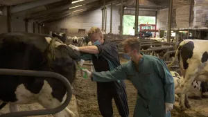 Een foto van Elbert en een veearts, een dokter voor boerderijdieren. Ze staan in werkkleding met mondkapje op achter een koe in een stal. De veearts houdt de staart van de koe omhoog, Elbert steekt een apparaatje met een flesje erop in de huid van de koe.