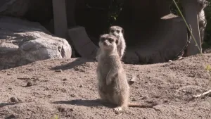 Een foto van twee stokstaartjes op een zandgrond in de dierentuin, de voorste is helemaal te zien. Ze staan op hun achterpoten en kijken naar een punt achter de camera. Ze hebben een bruingrijze vacht, een staart en donkere, kleine ogen, neus en oren.