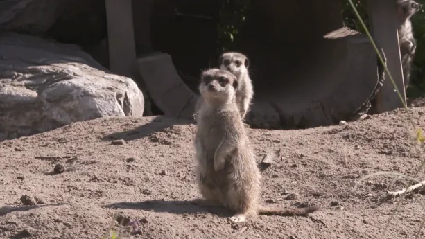 Een foto van twee stokstaartjes op een zandgrond in de dierentuin, de voorste is helemaal te zien. Ze staan op hun achterpoten en kijken naar een punt achter de camera. Ze hebben een bruingrijze vacht, een staart en donkere, kleine ogen, neus en oren.