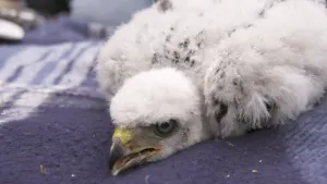 Een foto van een wit kuiken van een havik. Het dier ligt plat op een paarse handdoek met een iets geopende snavel. Het oog van het dier is grijs op de foto. De snavel is geel bij het gedeelte aan de kop en zwart bij de scherpe punt.  