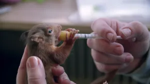 Een foto van een jonge eekhoorn die door iemand vastgehouden wordt. Het dier is bruin van kleur en drinkt van een zacht bolletje of mondstuk dat op een injectiespuit gezet is. De andere hand van de persoon drukt de injectiespuit in.