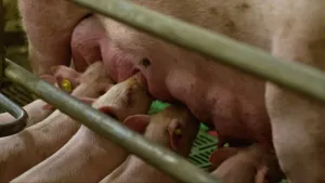 Varkens fokken