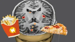 Een foto van een driedimensionale animatie van de grijze hersenen in een menselijk hoofd. Ernaast staan een kartonnen bakje friet met mayonaise en een punt van een pizza. Van beide etenswaren wijst een witte pijl naar een rood plekje in de hersenen.
