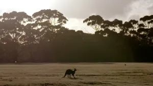 Een foto van een door de lichtval grijsachtige grasvlakte en erachter een rij bomen die door de lichtval zwart zijn. In het midden van het grasveld staat een kangoeroe op zijn of haar vier poten, die net als de bomen zwart is door de lichtval.