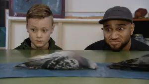 Een foto van Huub en Edson, die naar een groene tafel kijken, waar twee dode, grijs met witte duiven op een blauw stuk plastic of zeil liggen. Edson kijkt met grote ogen naar de dode duif die volledig te zien is.