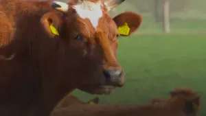 Een foto van de kop van een Brandrood rund. Dat is een roodbruine koe. 
