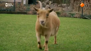 Een foto van een lichtbruine geit op een grasveldje. Hij loopt in de richting van de camera.