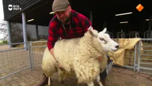 Een foto van boswachter Tim. Hij houdt een schaap vast. 