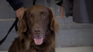 Een foto van een bruine hond. De hond heeft lichtbruine ogen met een zwarte pupil en een bruine neus. Uit de bek van de hond hangt de roze tong van het dier. Links achter de hond is een hand te zien die een zwarte hondenriem vastheeft. 