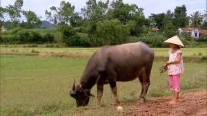 Een foto van een meisje in vietnam met een ronde, puntige strohoed op haar hoofd, roze broek en roze shirt met stippels. Ze heeft een os aan een touw vast, die eet van het groene gras. De os lijkt op een koe, is bruin van kleur en heeft hoorns.